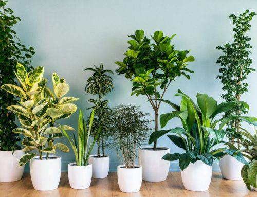 Plantas que você deve ter em casa